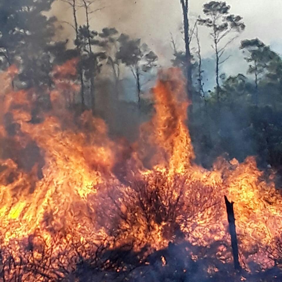 Medio Ambiente El Senpa Y Miembros Forestales Sofocan Varios Incendios