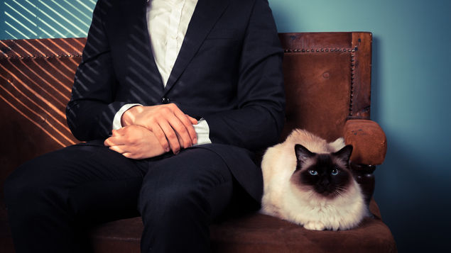 Estudio afirma que parásito común en gatos es causa de espíritu empresarial 1 estudio rd