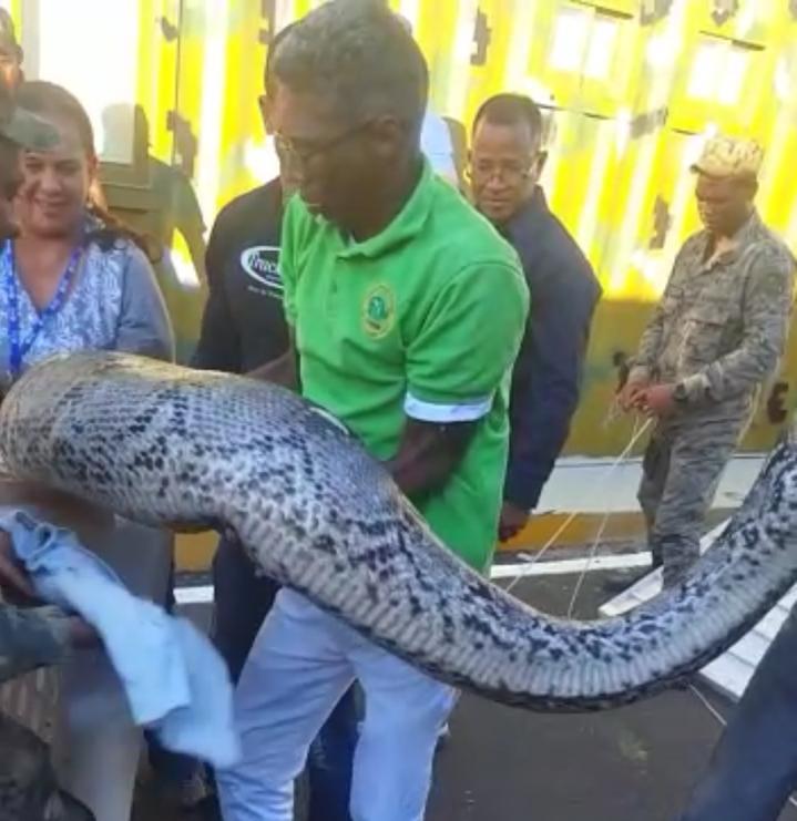 (VIDEO) Incautan dos serpientes pitones reticuladas de 5.5 metros en Valverde