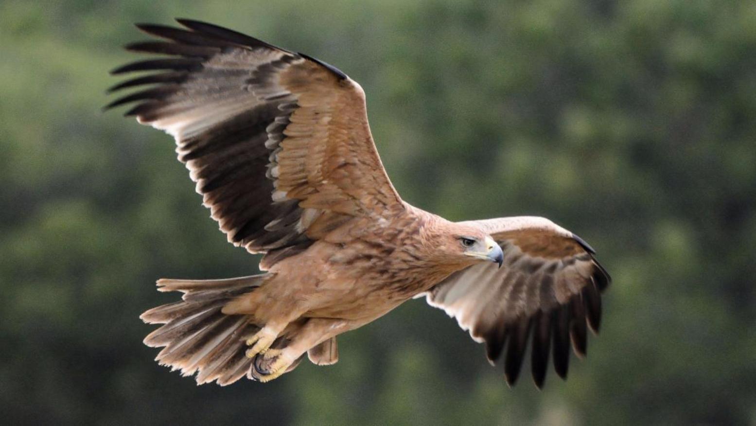 VIDEO) Observe cómo un águila intenta cazar a un canguro adulto en Australia