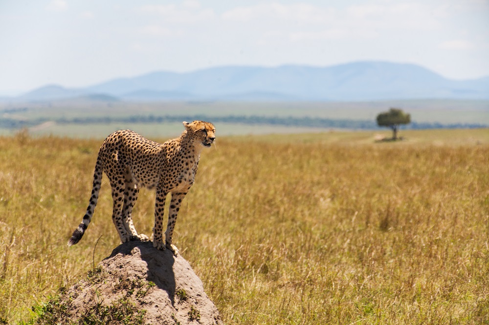 Aterrizan 12 guepardos en la India para recuperar la especie en su territorio