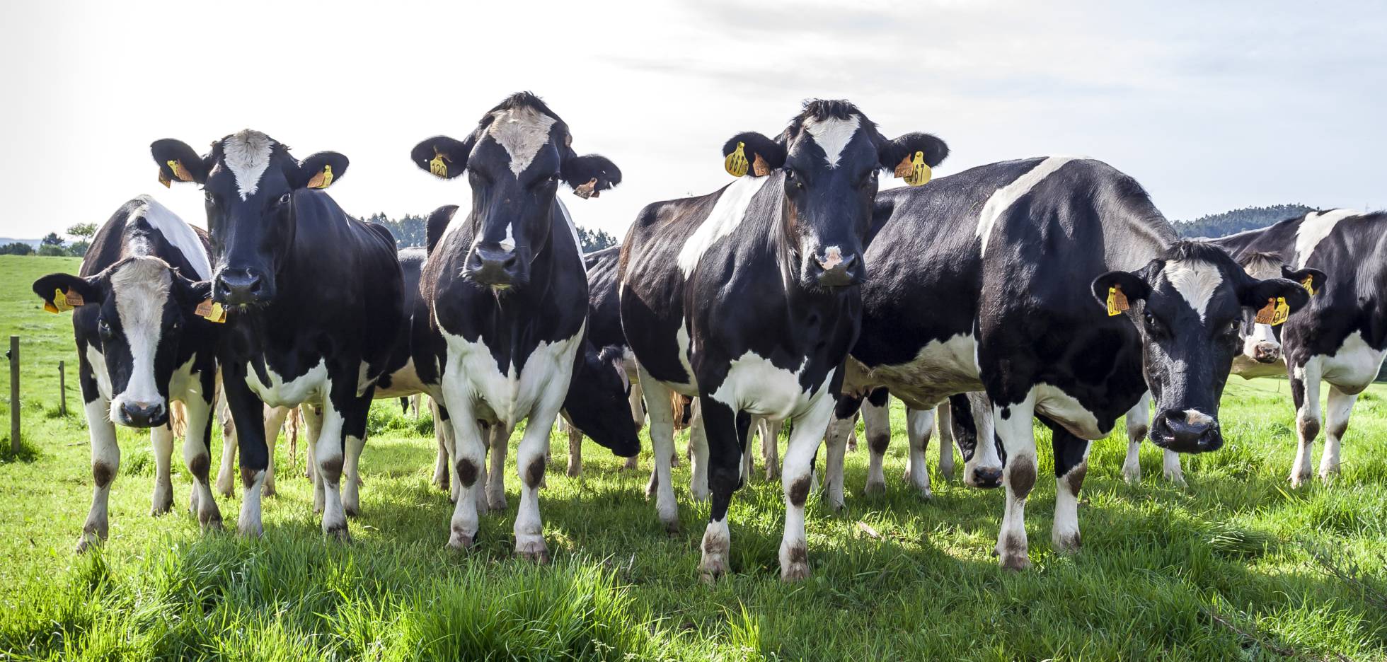 Expertos alertan de que puede haber mas contagiados por las vacas locas