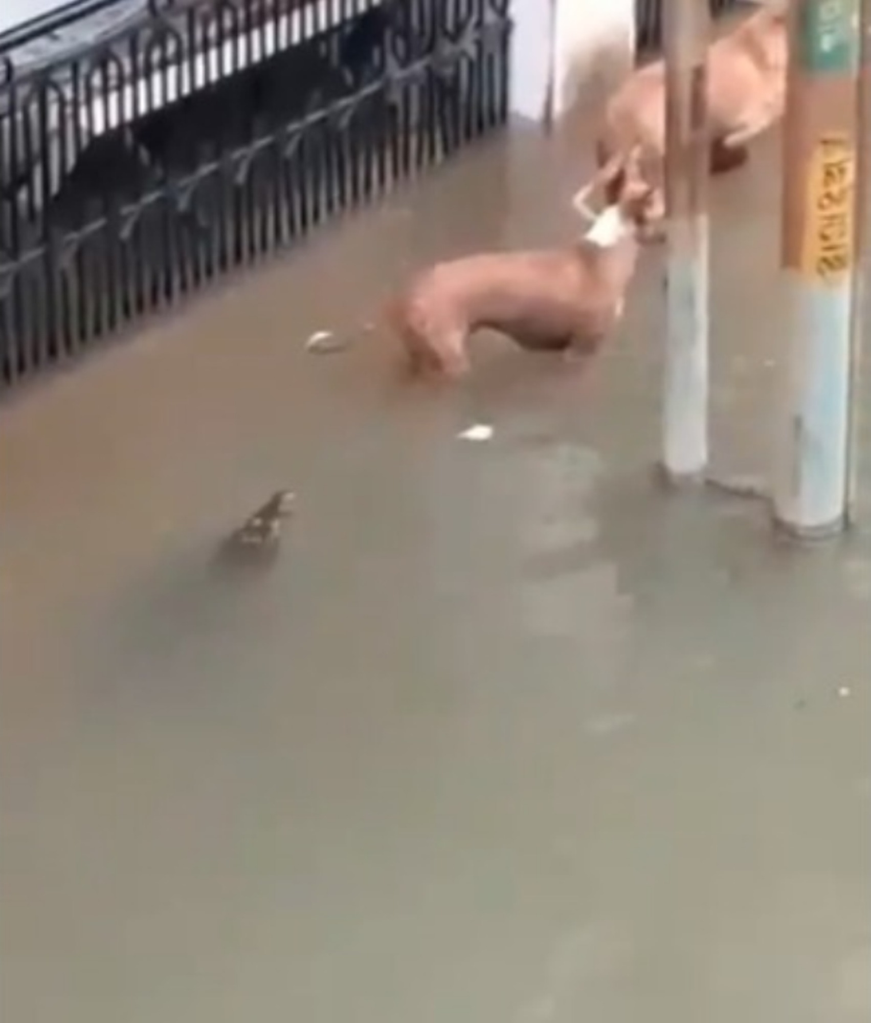 VIDEO) Vea cómo un cocodrilo ataca a un perro durante inundación en la India