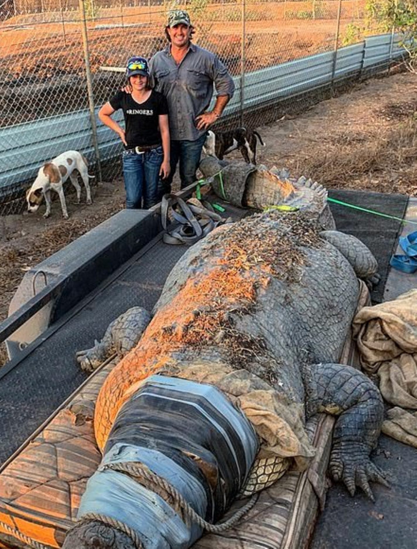 VIDEO) Capturan un gigantesco cocodrilo que se comía el ganado de granja en  Australia