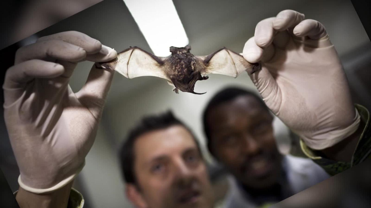 Viróloga considera como posible fuente del coronavirus de Wuhan un murciélago 1 Murcielago