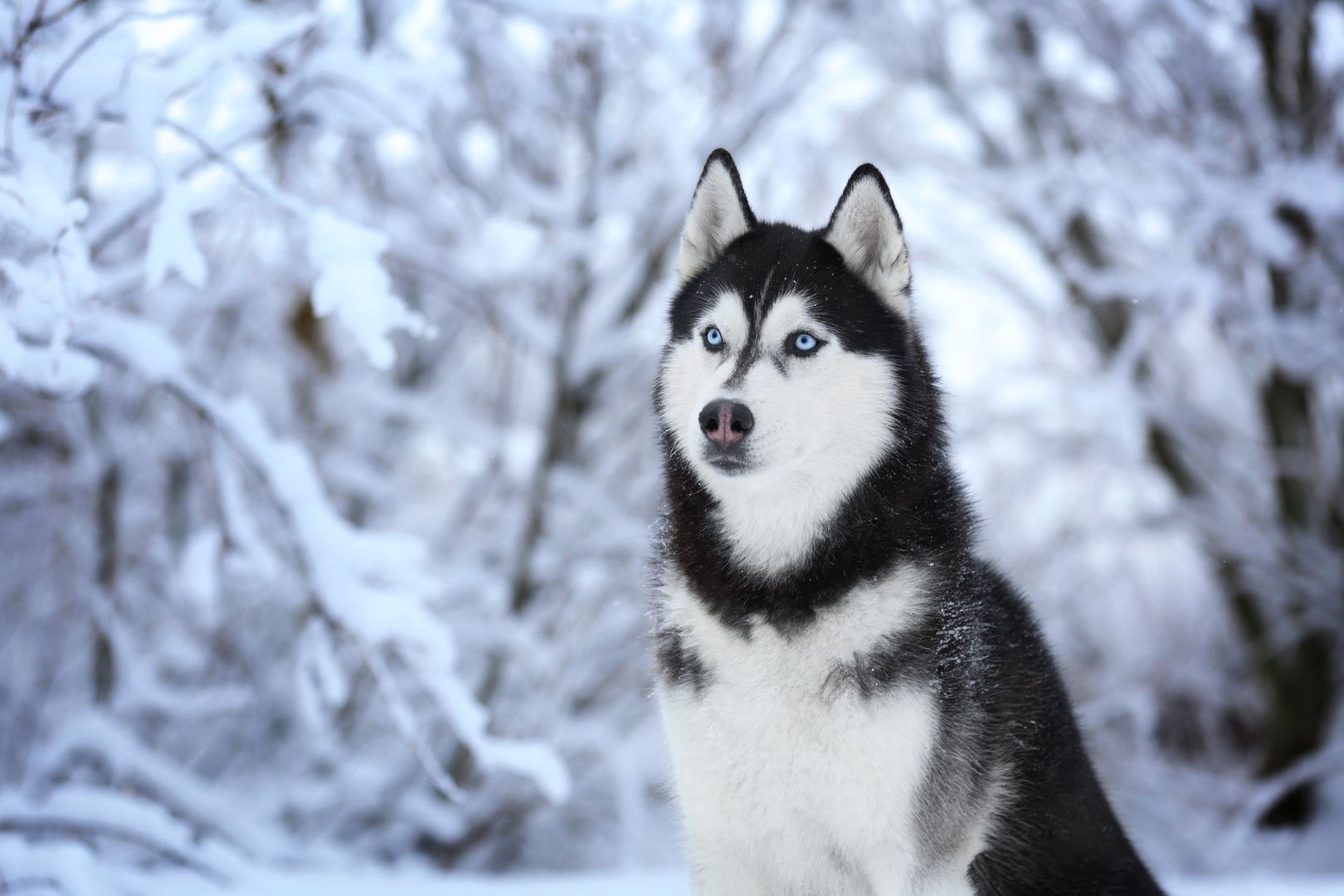 Los perros de trineo surgieron hace  años en Siberia