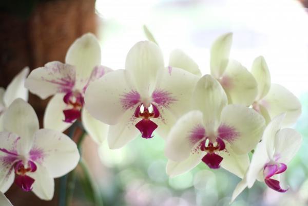 Ministerio de Educación dispone compra de orquídeas por más de 600 mil  pesos a través de licitación