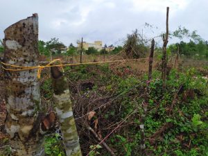 Terreno donde fueron cortados y quemados árboles en Sabana Grande de Boyà