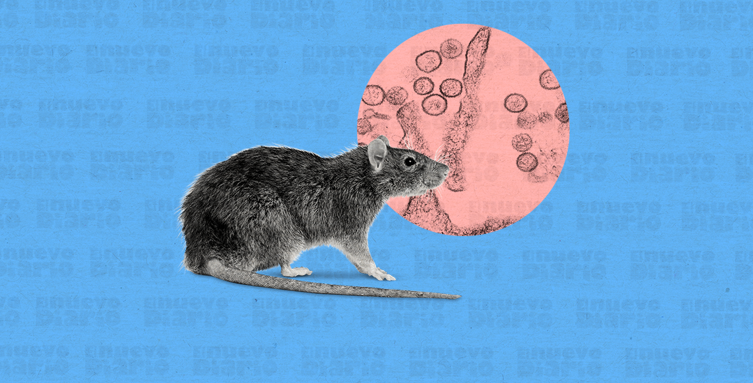 El brote de hantavirus en un crucero no es una amenaza para la población general, dice OMS
