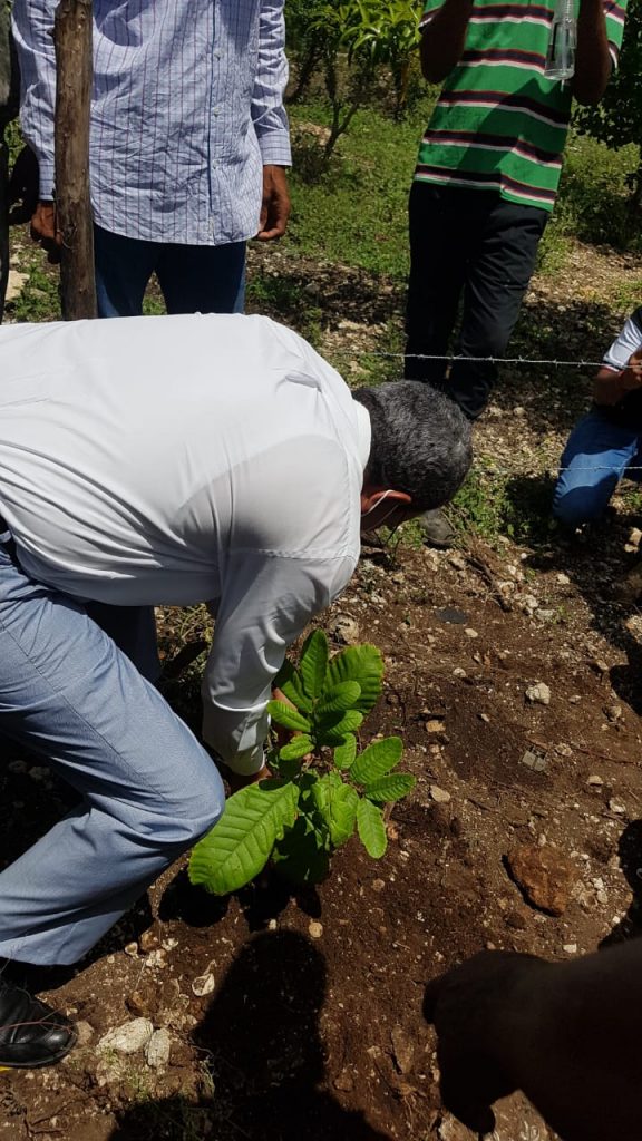 Lanzan programa de reforestación con plantas melíferas en la región Este