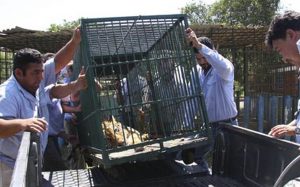 Cuba es parte de la Convención sobre el Comercio Internacional de Especies Amenazadas de la Fauna y Flora Silvestres (CITES) desde 1990. (Fuente externa)