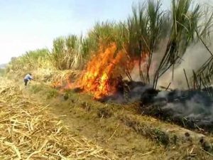 Se prevé que los hallazgos de este estudio se darán a conocer en 2022, una vez concluida la investigación. (Fuente externa)