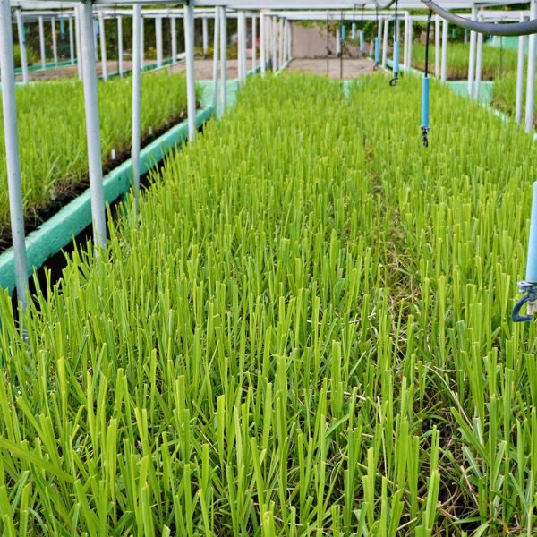 Central Romana recertifica por 6ta ocasión su producción azucarera