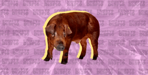 La peste porcina africana no estaba presente en América desde hace casi cuarenta años. Fue detectada en Cuba en 1971 y 1980, en Brasil y República Dominicana en 1978 y en Haití en 1979. (Ilustración: Yasmín Esmeralda Díaz)