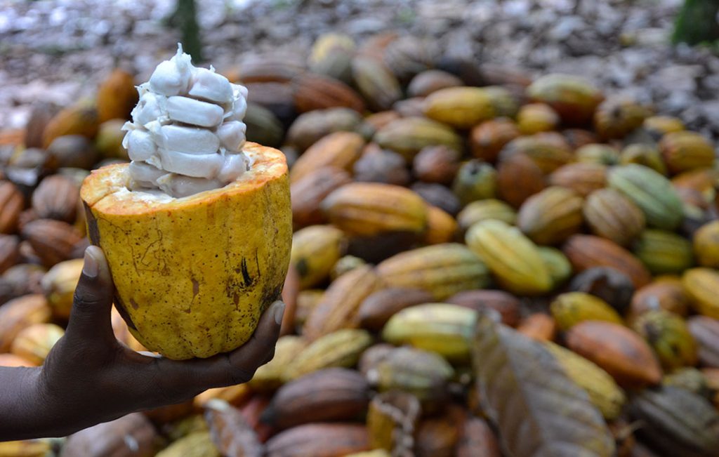 Fuente Externa Cacao