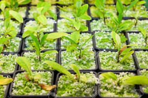 Las primeras plantaciones de hoja de coca en Honduras fueron localizadas en abril de 2017. (Fuente externa)