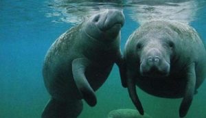 En Florida, el nitrógeno y el fósforo están contribuyendo a la proliferación de algas dañinas en ríos y lagunas que están matando peces, aves y los pastos marinos, este último el principal alimento de los manatíes. (Fuente externa)