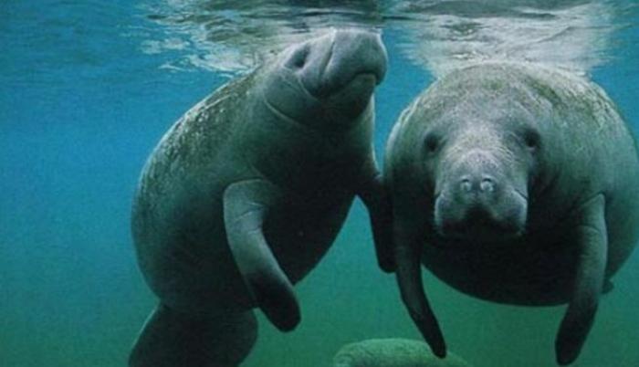 En Florida, el nitrógeno y el fósforo están contribuyendo a la proliferación de algas dañinas en ríos y lagunas que están matando peces, aves y los pastos marinos, este último el principal alimento de los manatíes. (Fuente externa)