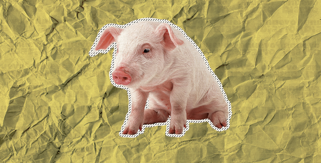 Porcicultores aseguran que habrá cerdos en el mercado para temporada navideña