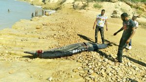 Encuentran un delfín muerto en playa de Montecristi