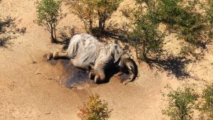 Mueren por razones desconocidas seis elefantes en una reserva de Zimbabue