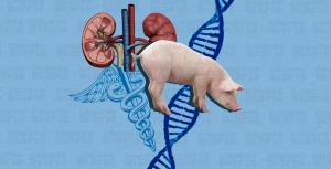 Logran trasplantar dos riñones de cerdo modificados genéticamente a un humano