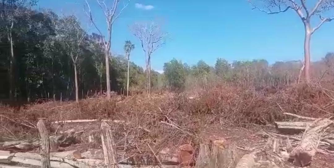 Denuncian corte “indiscriminado” de árboles en Bonao; aseguran autoridades hacen caso omiso
