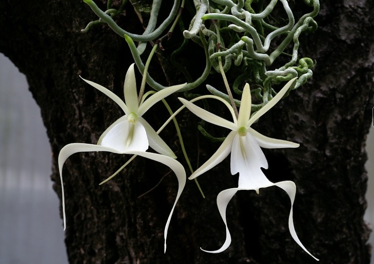 Ambientalistas piden que la rara orquídea fantasma de Florida sea protegida