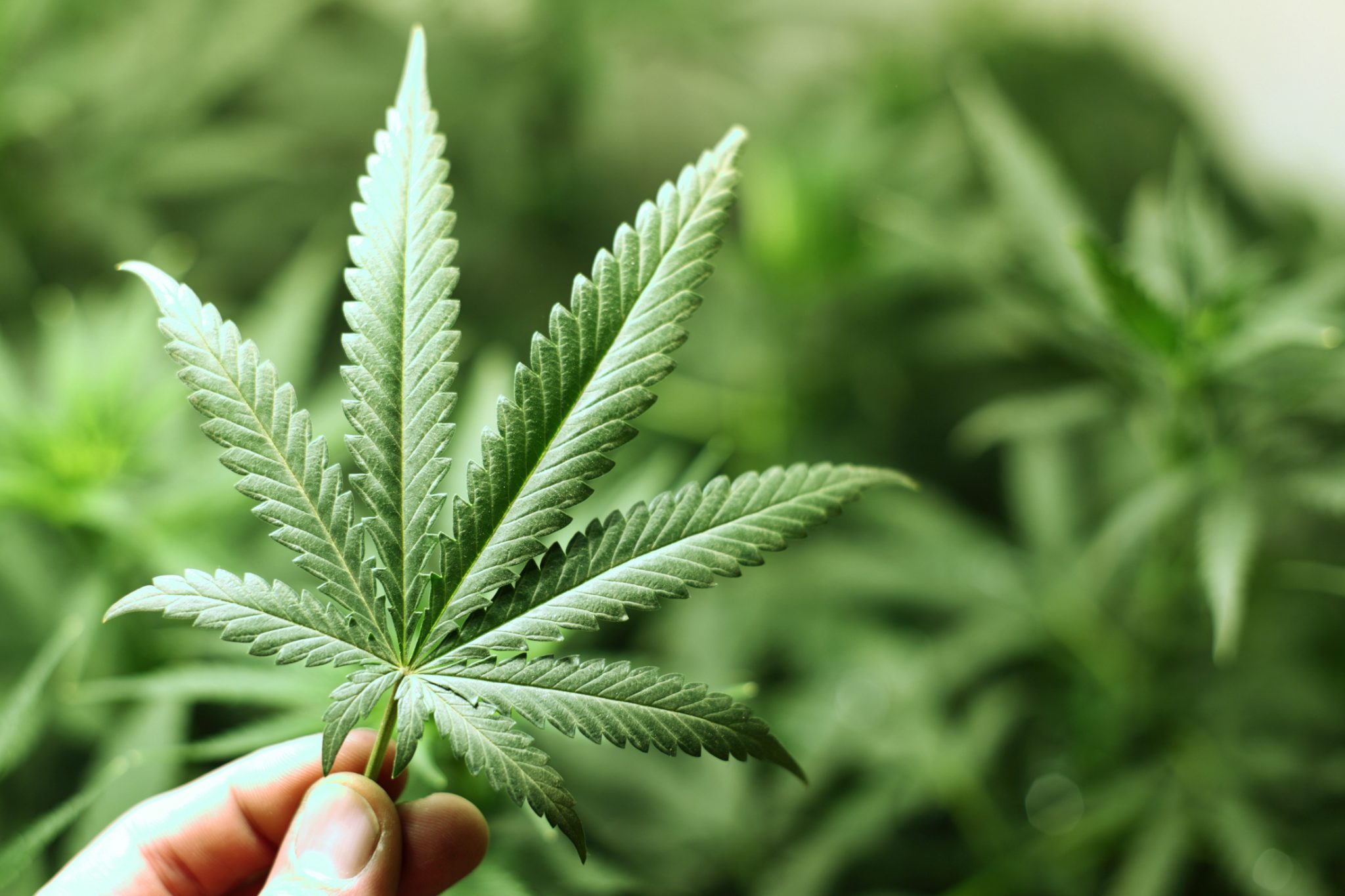 Ley vetada sobre marihuana medicinal retoma fuerza en Congreso de Costa Rica 1 Cannabis ratones estudio