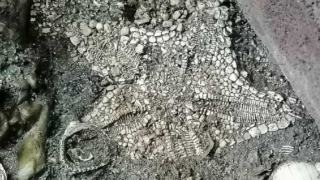 El INAH indicó que la abundancia de esta ofrenda "la coloca como la de la mayor cantidad de estrellas de mar de todas las descubiertas en el antiguo Recinto Sagrado de Tenochtitlan". (Fuente externa)