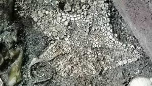 El INAH indicó que la abundancia de esta ofrenda "la coloca como la de la mayor cantidad de estrellas de mar de todas las descubiertas en el antiguo Recinto Sagrado de Tenochtitlan". (Fuente externa)