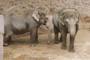 (VIDEO) Santuario brasileño recibe a dos elefantas procedentes de Argentina