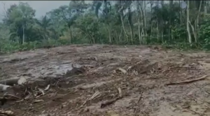 Denuncian y muestran corte de árboles y contaminación del río Ozama en Peralvillo