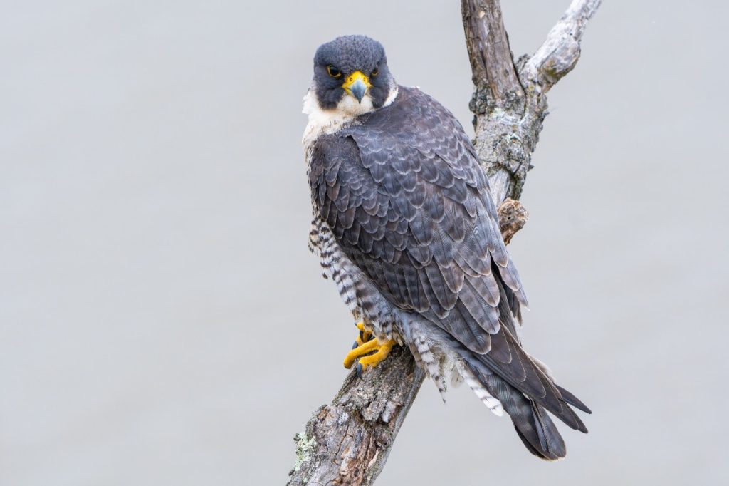 Halcón Peregrino (Falco Peregrinus) Crédito: Fotógrafo de aves, Kenny Díaz