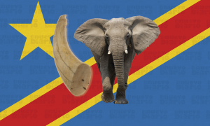 Autoridades de la República Democrática del Congo incautan dos toneladas de marfil de elefantes