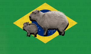 Misión: salvar a las capibaras de Brasil amenazadas por la basura urbana
