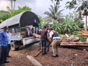 Procuraduría Ambiental allana aserraderos y ocupa caobas taladas por el director de Junta Distrital Palmarejo-Villa Linda