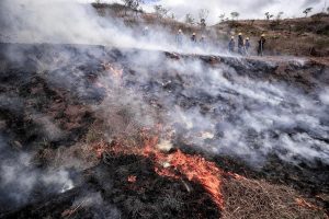 Más de 78,600 hectáreas de bosques afectadas por los incendios en Honduras