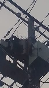Edenorte avisa interrupción del servicio para retirar un nido de un circuito de electricidad en Santiago
