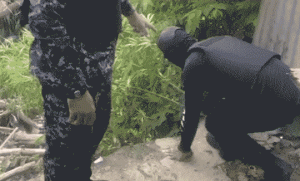 (VIDEO) Autoridades desmantelan cultivo de presunta marihuana en Arroyo Hondo, Santiago