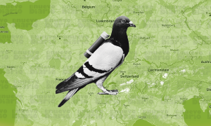 Se pierden 20.000 palomas mensajeras en una carrera de Francia a Bélgica