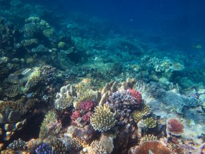 Cubierta de corales de la Gran Barrera australiana alcanza niveles récord