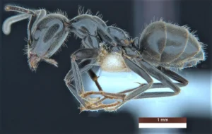 Una hormiga "niñera", entre las 139 nuevas especies clasificadas en Australia