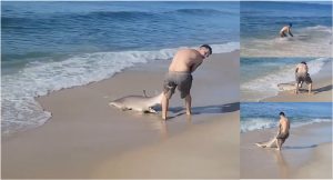 VIDEO: Pescador se faja de tú a tú con un tiburón en playa de Long Island NY y lo atrapa a mano limpia