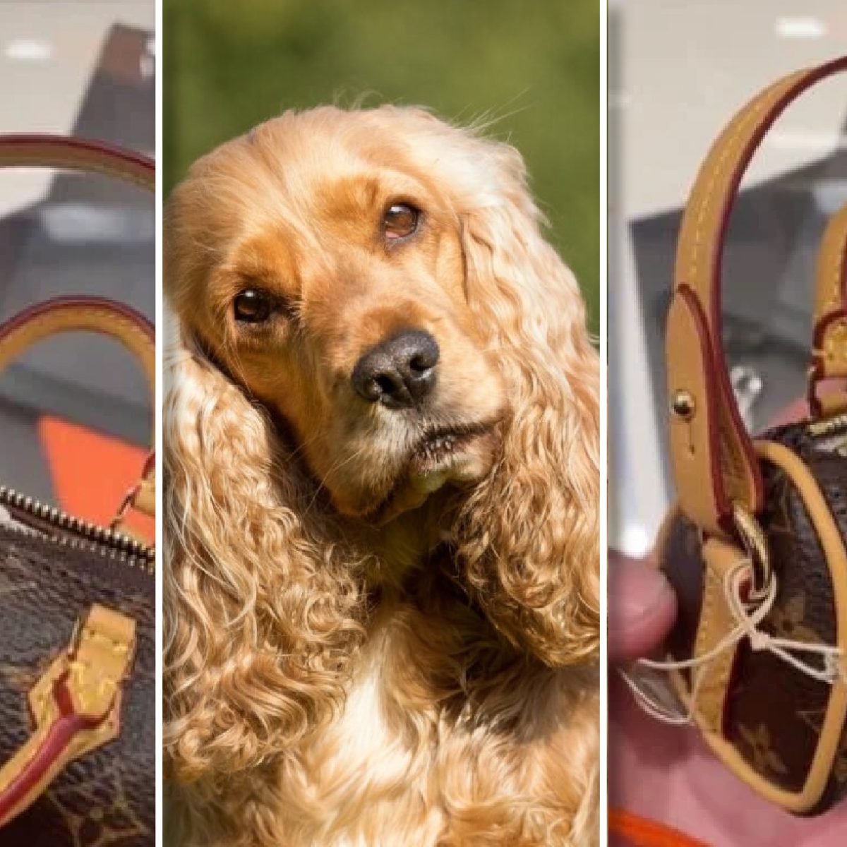 Louis Vuitton vende bolsa para la popis de tu perro por 18 mil