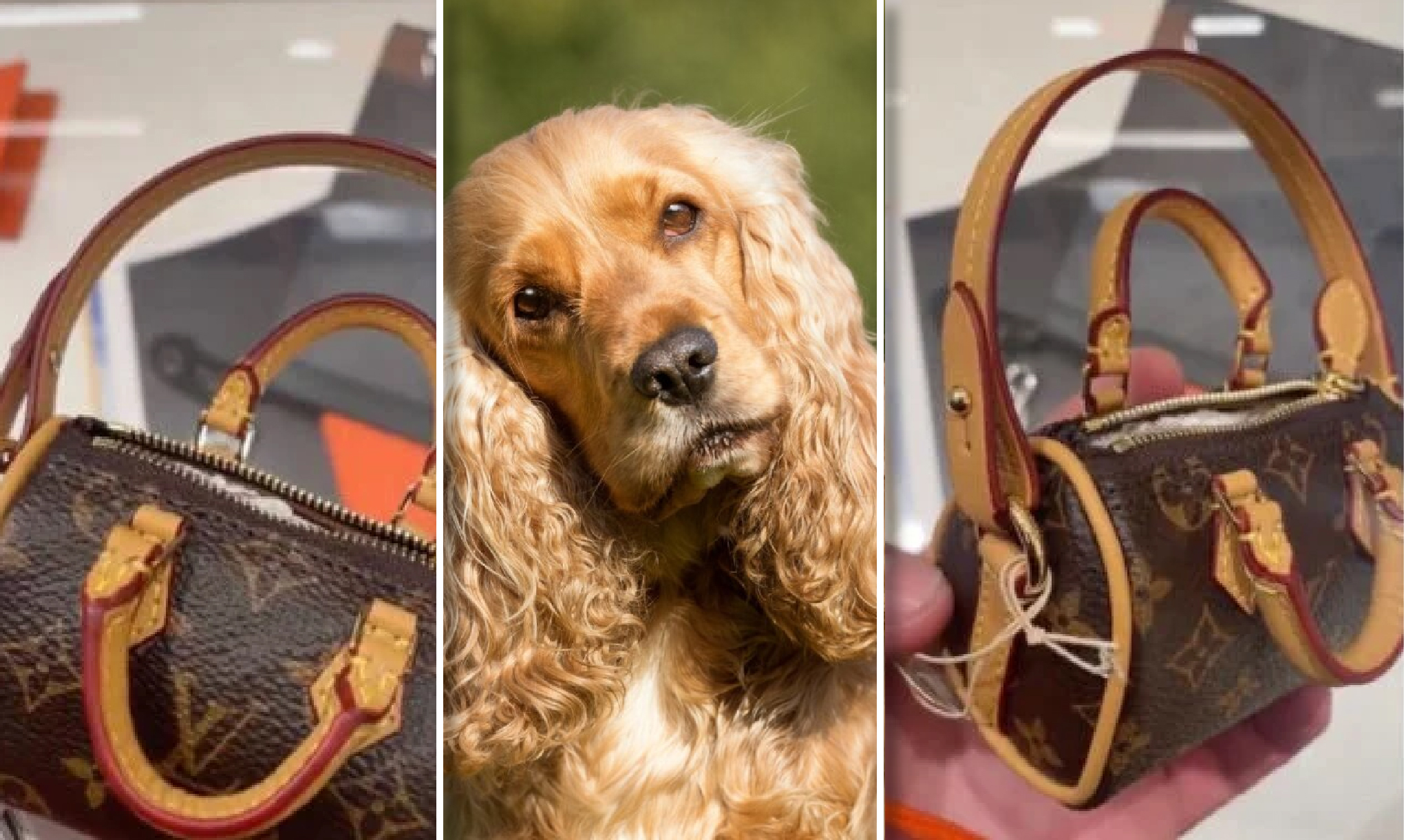 Perros de lujo! Louis Vuitton vende bolsa para recoger caca a $900