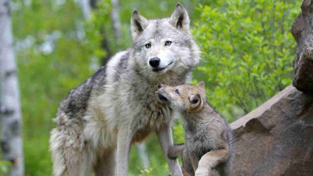 Los lobos también pueden sentir y mostrar afecto por las personas