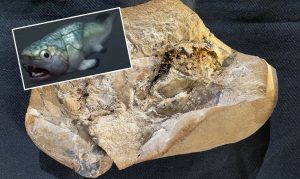 El corazón más antiguo del mundo es hallado dentro de un pez extinto