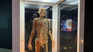 “BODIES: Cuerpos humanos reales”, una exhibición sorprendente que muestra los sistemas anatómicos
