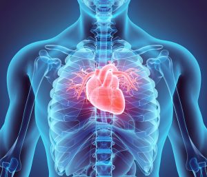 Científicos italianos descubren una protección biológica de células cardíacas